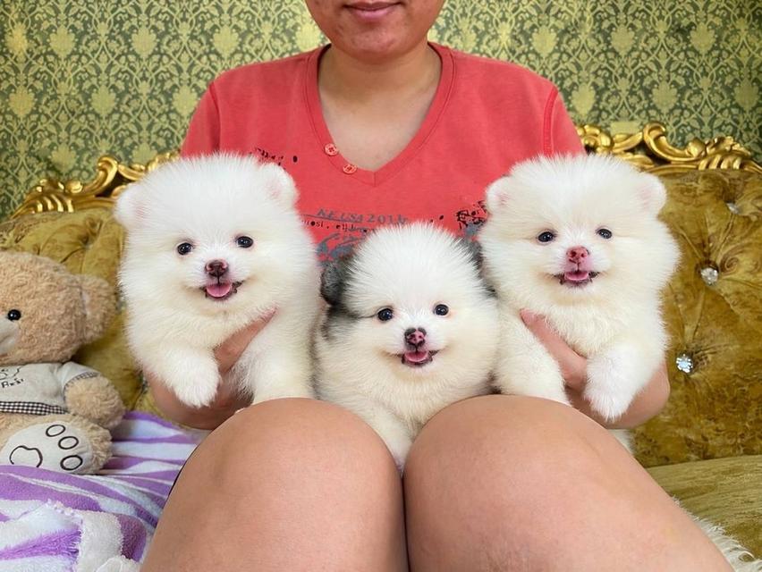 ลูกปอมแท้ พร้อมย้ายบ้าน สอบถามได้ค่ะ