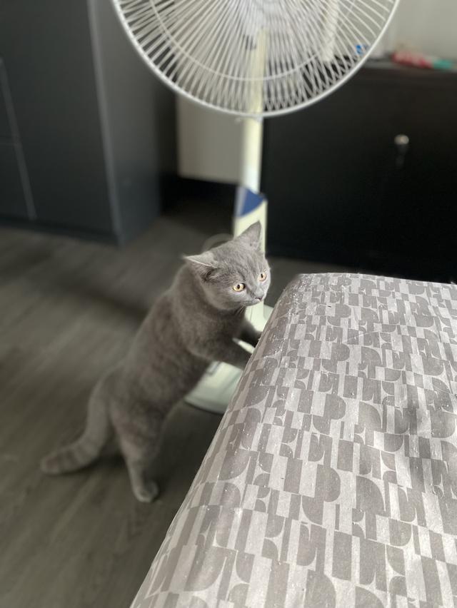 ลูกแมว เพศ ญ 4 เดือน รูปย่อยที่ 3