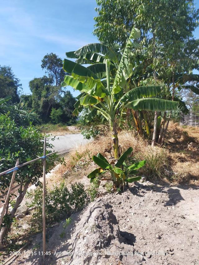 ที่ดินเปล่า ใกล้ห้างเซ็นทรัลชลบุรี 1