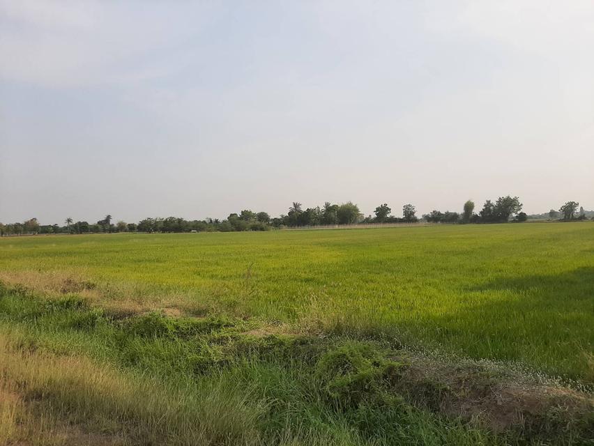 ที่ดินเพื่อทำการเกษตรกรรม 3