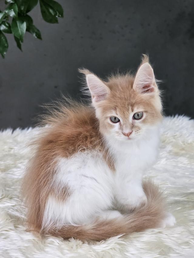 ลูกแมวเมนคูน เพศเมีย  12