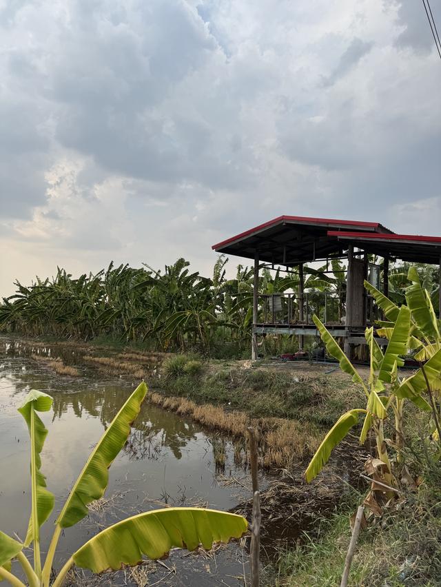 ขายที่ดินสวนพร้อมบ่อน้ำ 2 ไร่ โคราช ที่ดินบรรยากาศธรรมชาติ มีบ่อน้ำ เดินทางสะดวกใกล้ตัวเมืองโคราช มีไฟฟ้า ต้องการขายด่วนค่ะ 2
