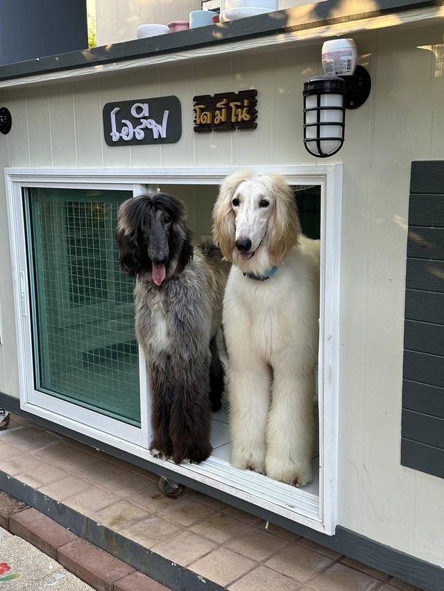 น้องหมาอัฟกันฮาว