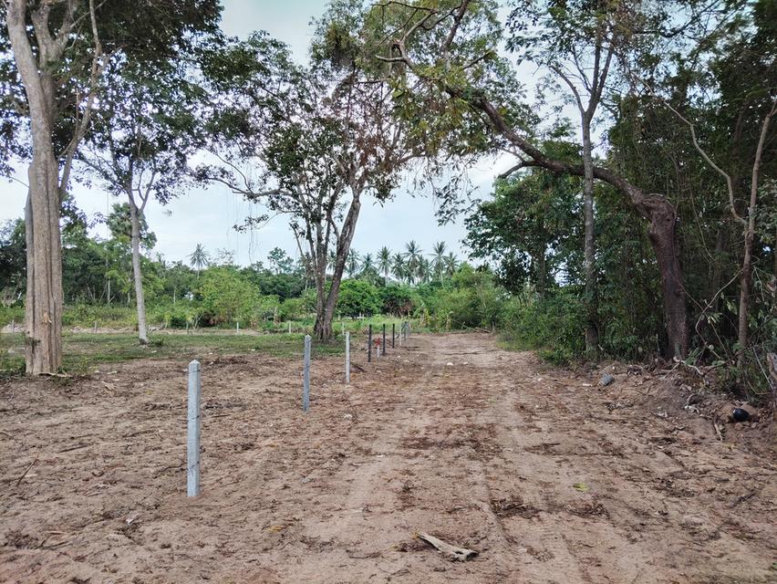 ที่ดิน 4 ไร่ เกาะสมุย 8