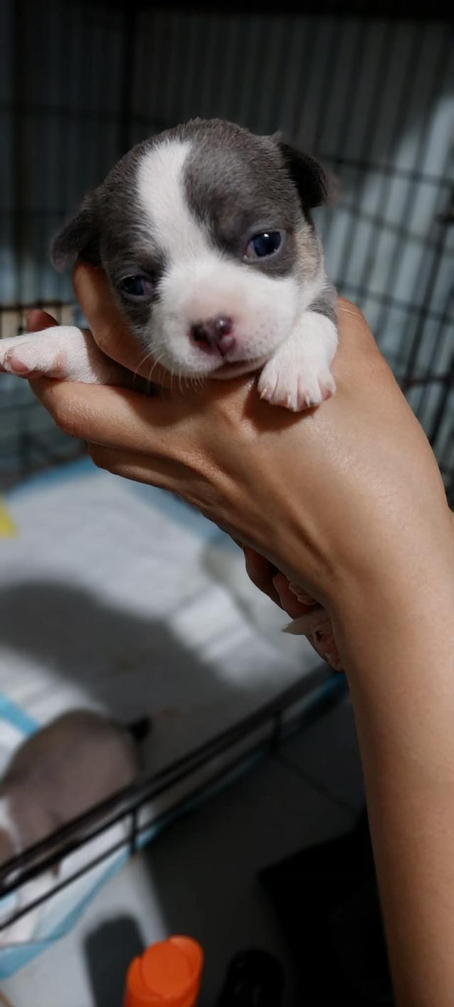 ชิวาว่าเเท้ขนสั้น ญ.