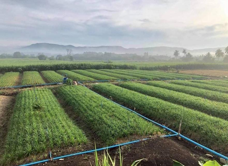 ขายตำบลคลองม่วงอำเภอปากช่องนครราชสีมา พื้นที่ 109-1-49 ไร่โฉนด 5