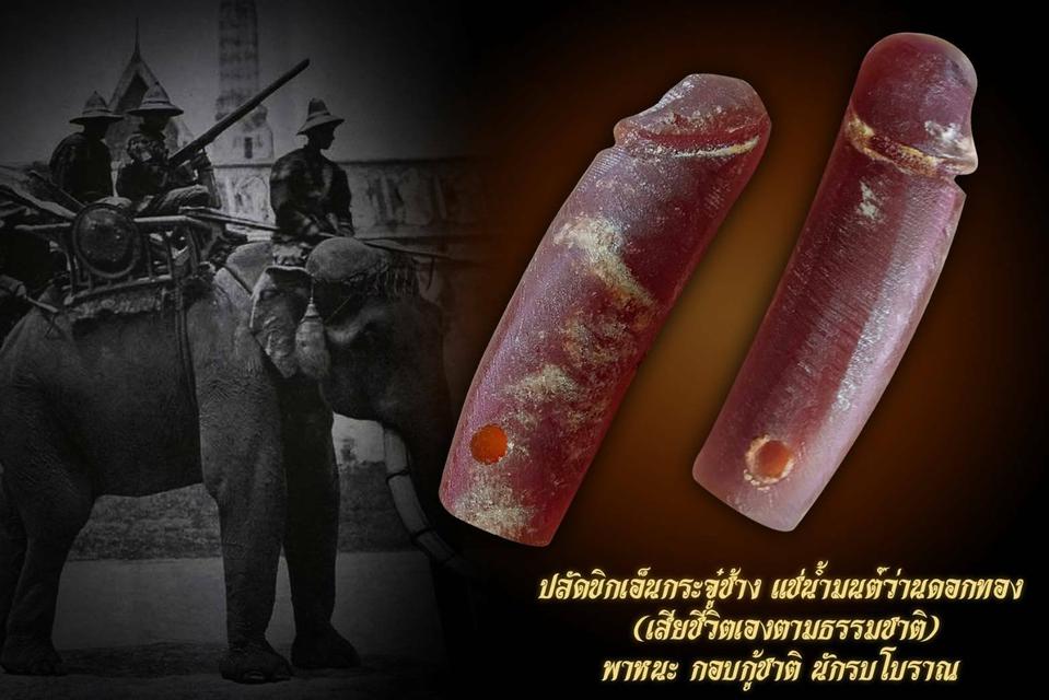 เอ็นกระจู๋ช้างหรือลำกล้องเหยี่ยวช้างไทย 1