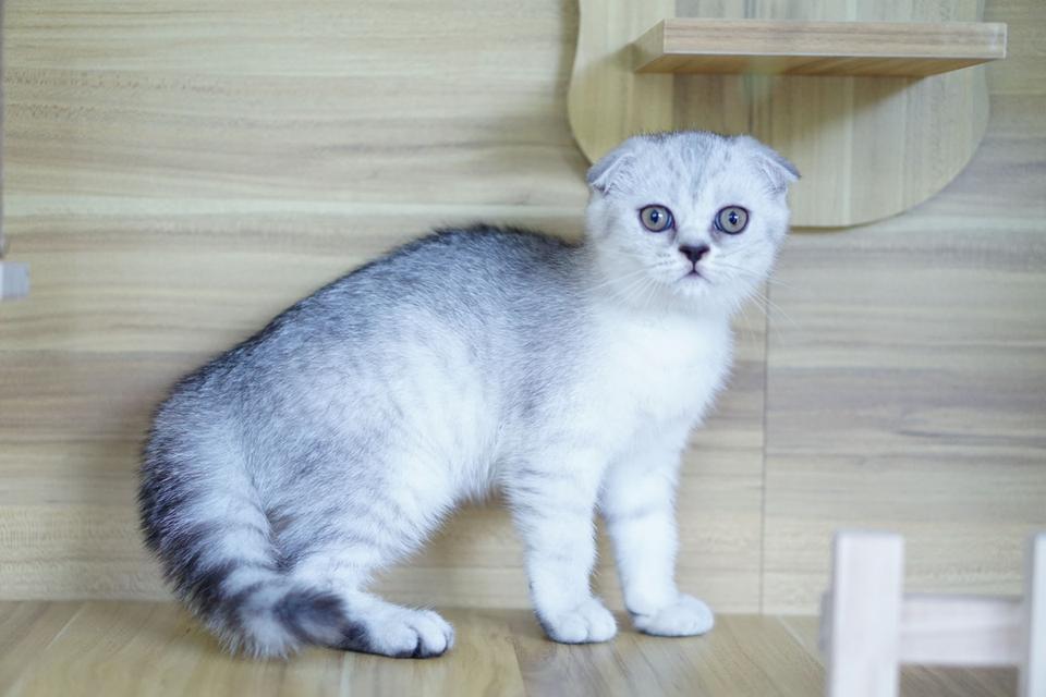 แมว สก็อตทิชหูพับ เพศเมีย รูปที่ 3