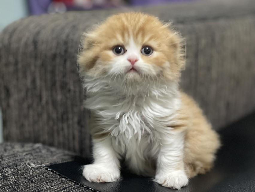 น้องส้มมงคล-เพศผู้(เกิด19/9/68)