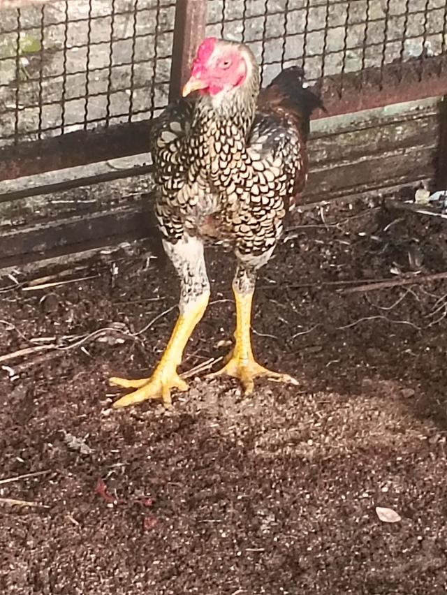 ไก่ชนพม่าพันธุ์ดีตีเก่ง รูปที่ 4