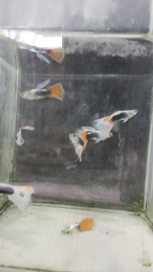 ปลาหางนกยูงตัวละ5บาท รูปที่ 12