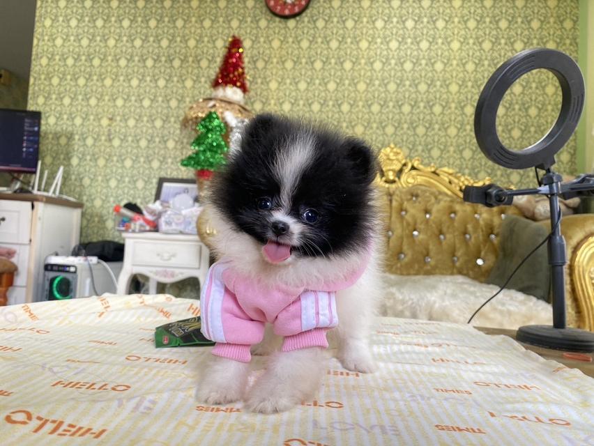ปอมเมอเรเนียนแท้ พร้อมย้ายบ้านจ้า 9
