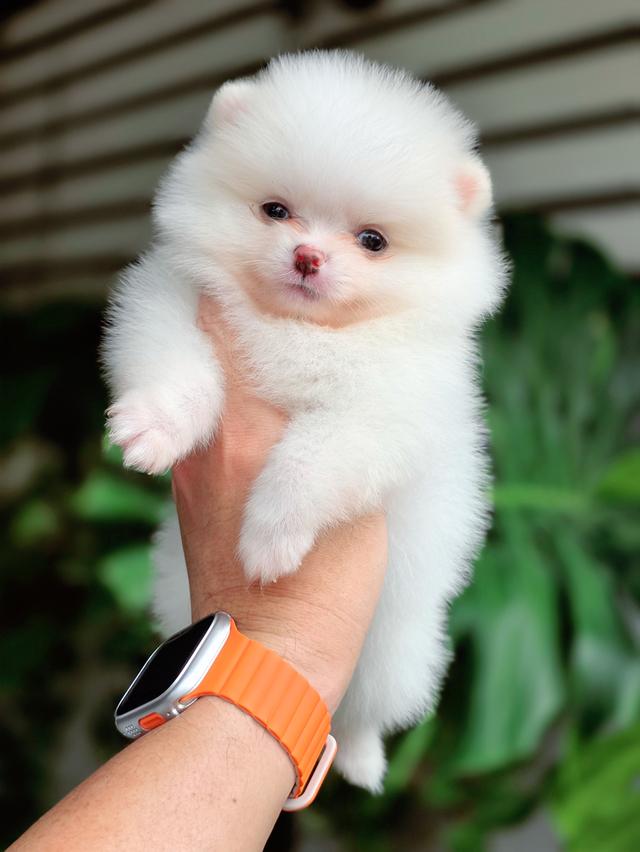 ปอมขาวทีคัพเพศเมียสีขาวล้วน รูปที่ 3