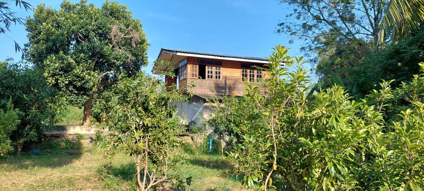 ขายที่สวน 2 ไร่ 2 งาน พร้อมบ้าน  ต. คลองคูณ จ.พิจิตร 3