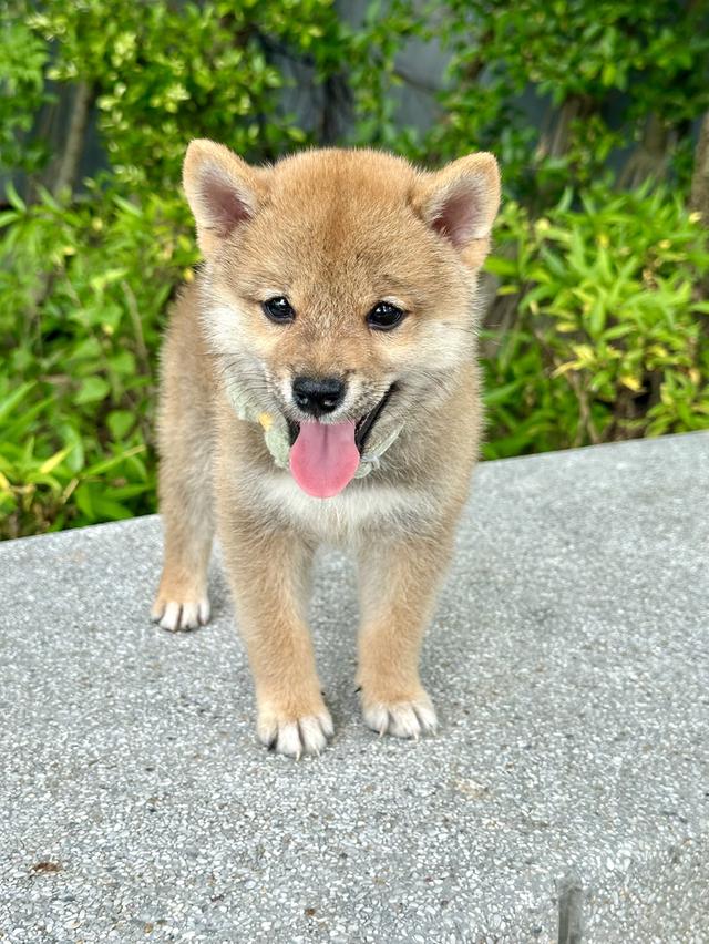 ชิบะอินุ Shiba