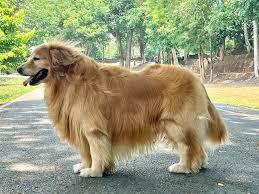 โกลเด้น รีทรีฟเวอร์ (Golden Retriever 4