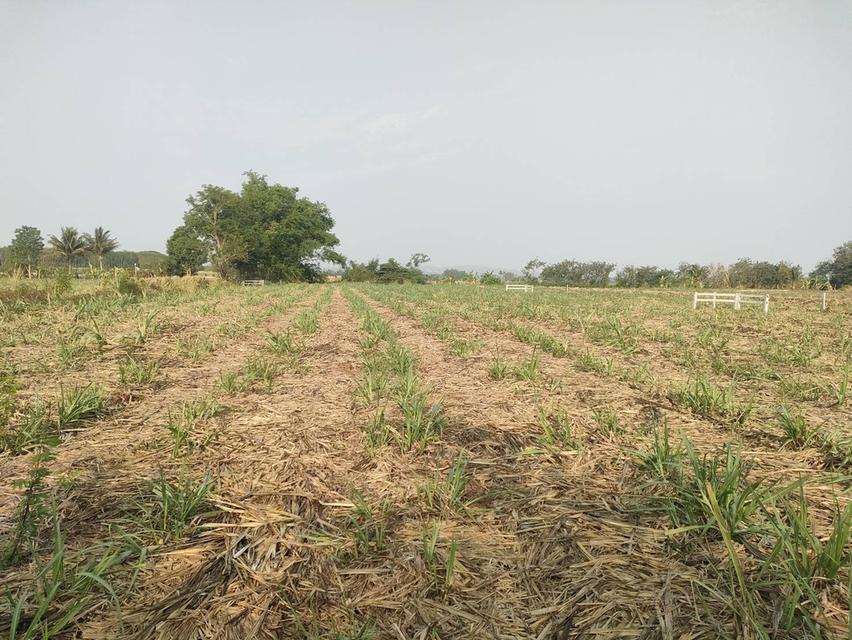 ประกาศขายที่ดินปากช่องแุถวรีสอร์ทบ้านนอกคอกนา ของฉันเอง 9