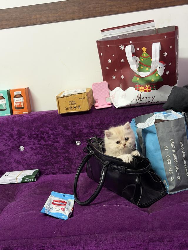 น้องแมว เปอร์เซีย อายุ2 เดือน รูปที่ 3