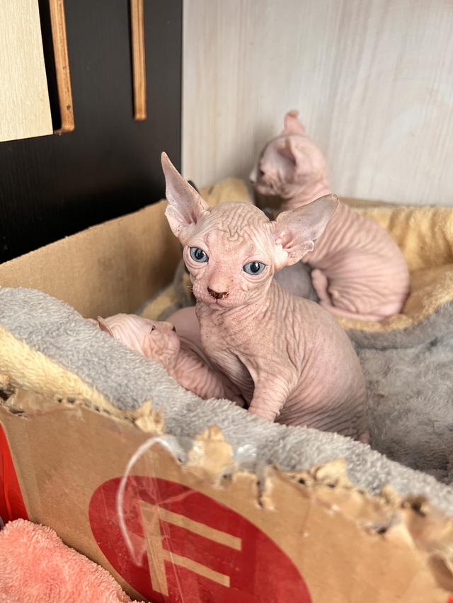 ลูกเเมวพันธ์สฟิงซ์ผู้หญิง