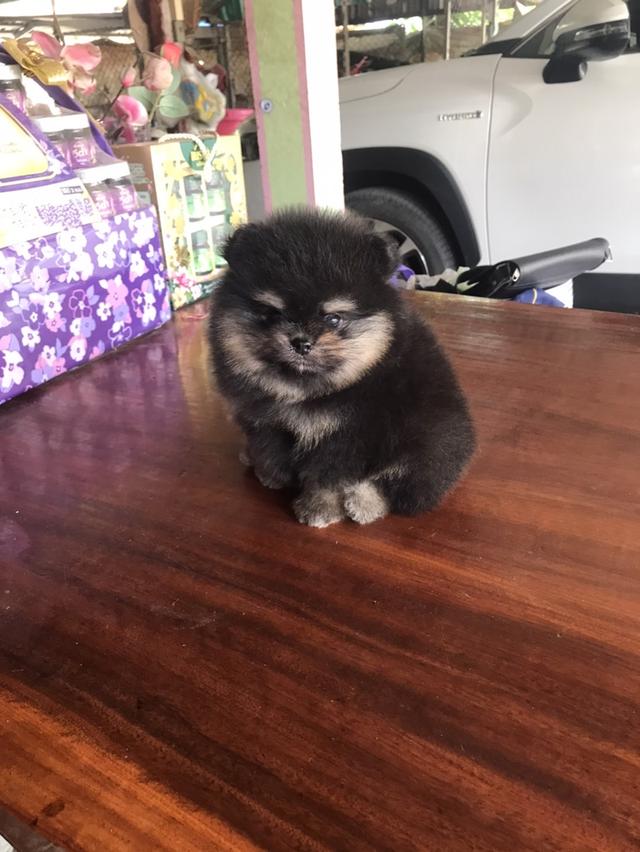 ขายลูกสุนัขพันธุ์ปอมฯสีแบล็คแทนผู้1เมีย1 หน้าหมี ขาใหญ่ขนแน่น ลำตัวสั้นกระชับ พ่อแม่เป็นสายประกวด อายุ 41 วัน โทรและID.Line 081-2619102 ,081-9741022 ค รูปที่ 2