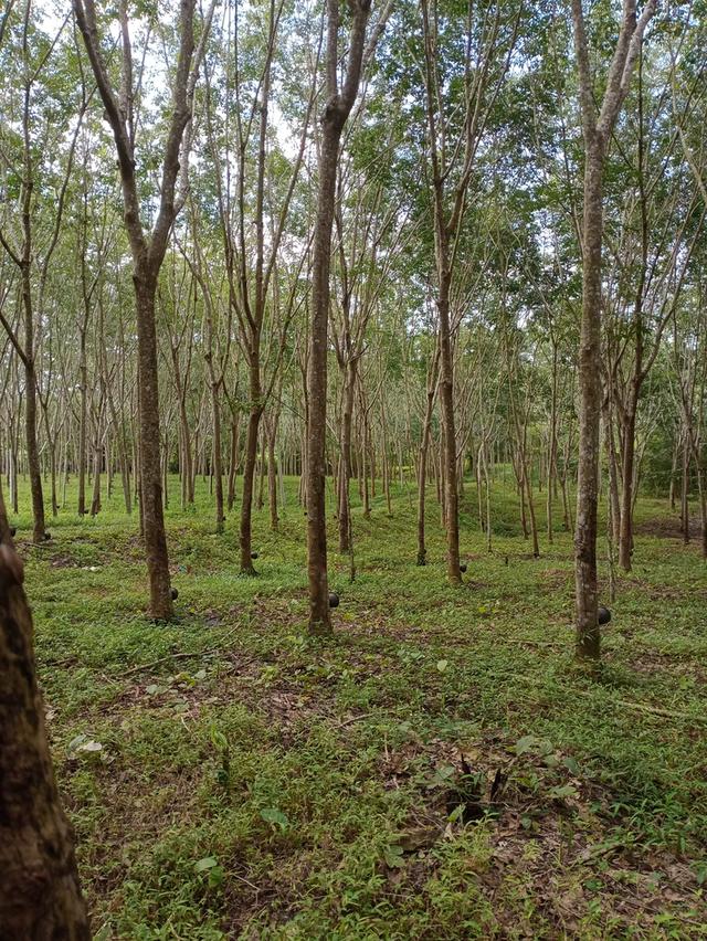 ที่ดิน อ.โป่งน้ำร้อน จ.จันทบุรี 3