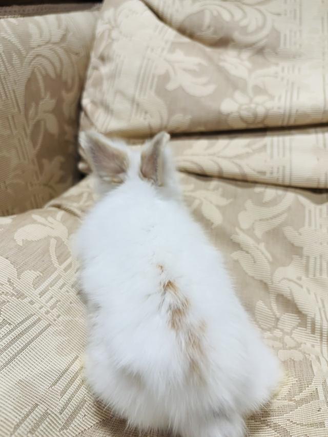 Teddy Bear Rabbit