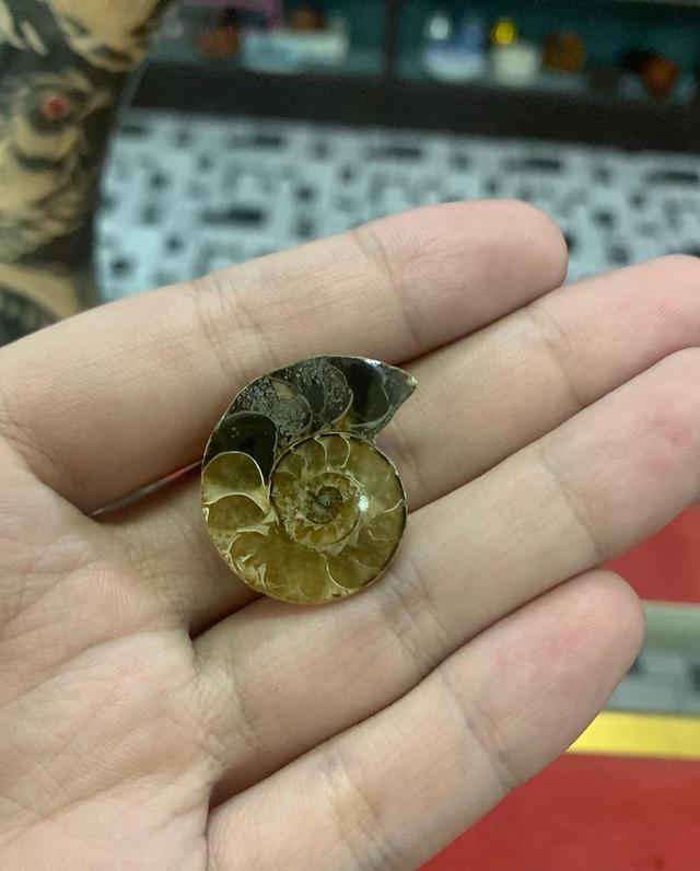 ฟอสซิลหอย แอมโมไนต์ อายุ 65 ล้านปี 2