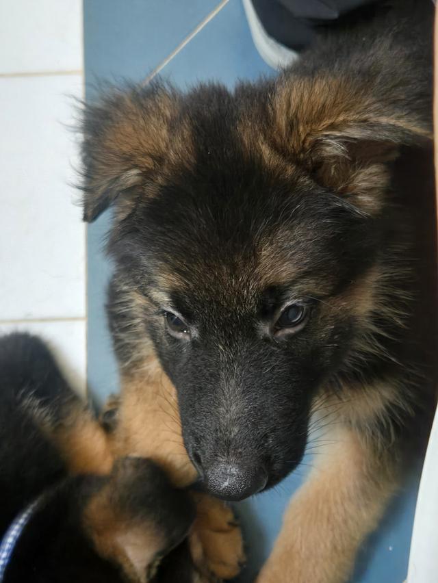 Urgent Sale German Shepherd Puppies and Parents āļĢāļđāļāļĒāđāļāļĒāļāļĩāđ 3