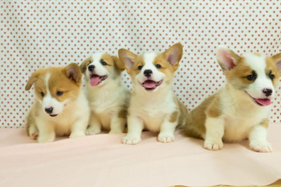 ลูกสุนัขคอร์กี้แท้ราคาเบาหวิว 2