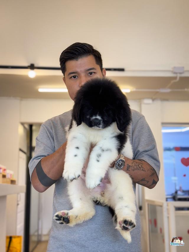น้องนิวฟาวแลนด์ นำเข้าจากต่างประเทศ