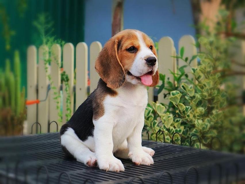 little Beagle puppies are available now