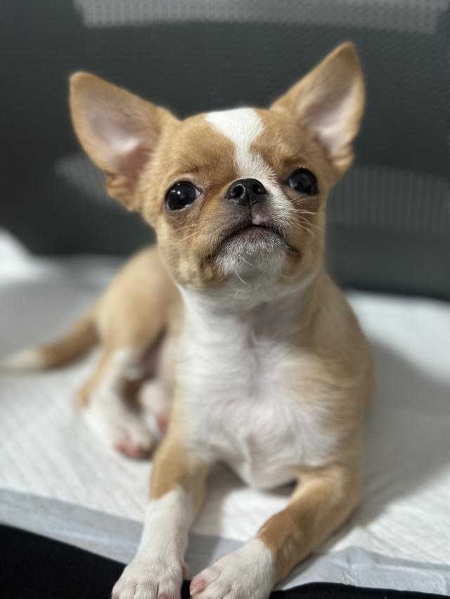 สุนัขพันธุ์ชิวาวา ขนสั้น เพศผู้ มีใบเพดสมาคม