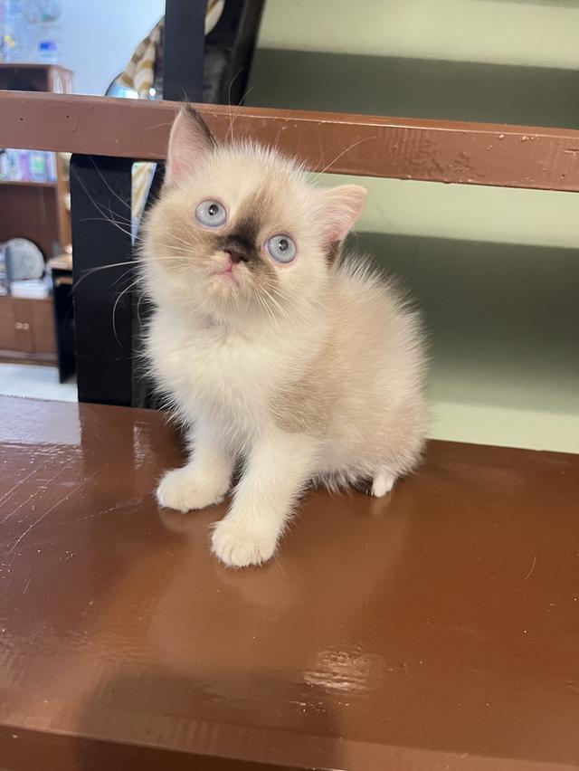 แมว สก๊อตผสมเปอเซีย 🔥🔥🔥🔥 รูปที่ 3