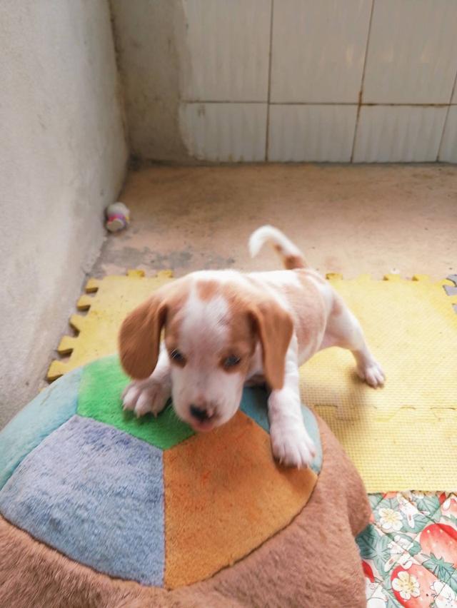 ลูกสุนัขบีเกิ้ลหลุดจองน่ารักๆครับ