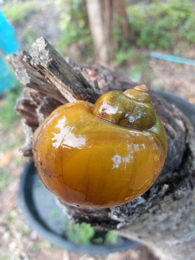 ไข่หอบเชอรี่สีทองมงคล