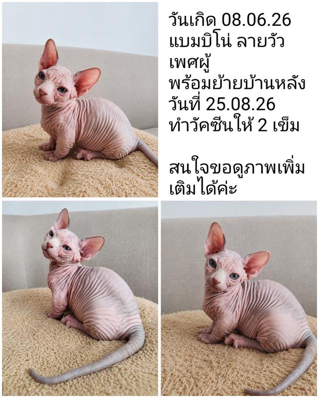 แมวสฟิงซ์ ขาสั้น ขายาว
