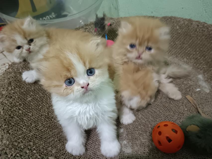 น้องแมวเปอร์เซียอายุ2เดือน รูปที่ 3