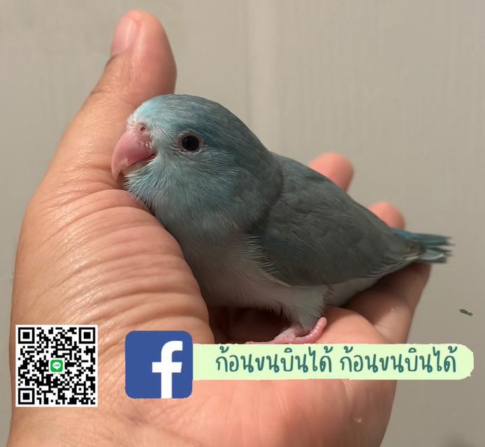 นกฟอพัส