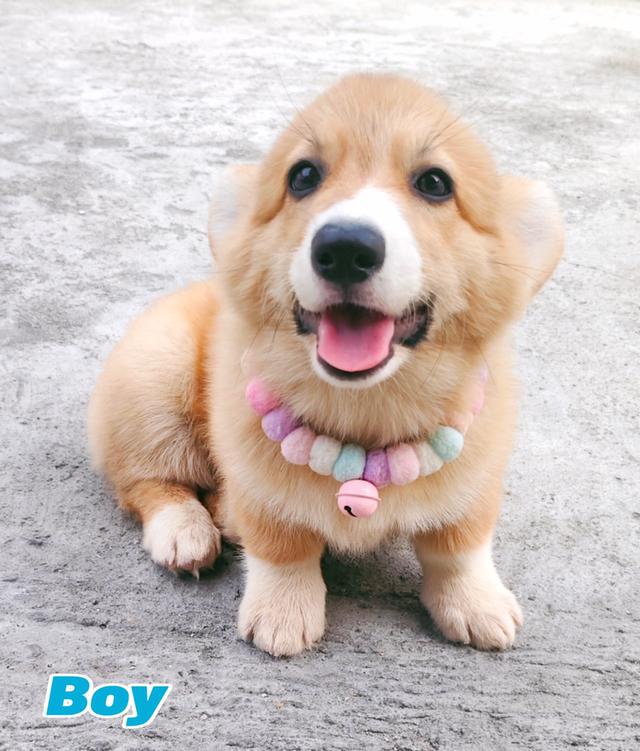 คอร์กี้พร้อมย้ายบ้านครับ 18