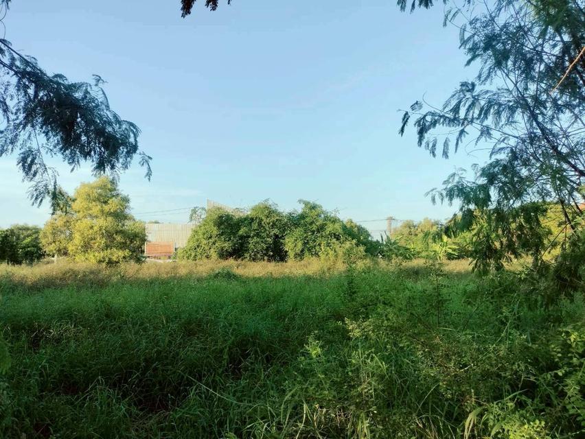 ขายถูกที่ดินใกล้วัดธรรมกาย 204  ตรว ติดถนนคอนกรีตสาธารณะ ซ.คลองสาม 10/15 อ.คลองหลวง จ.ปทุมธานี 7