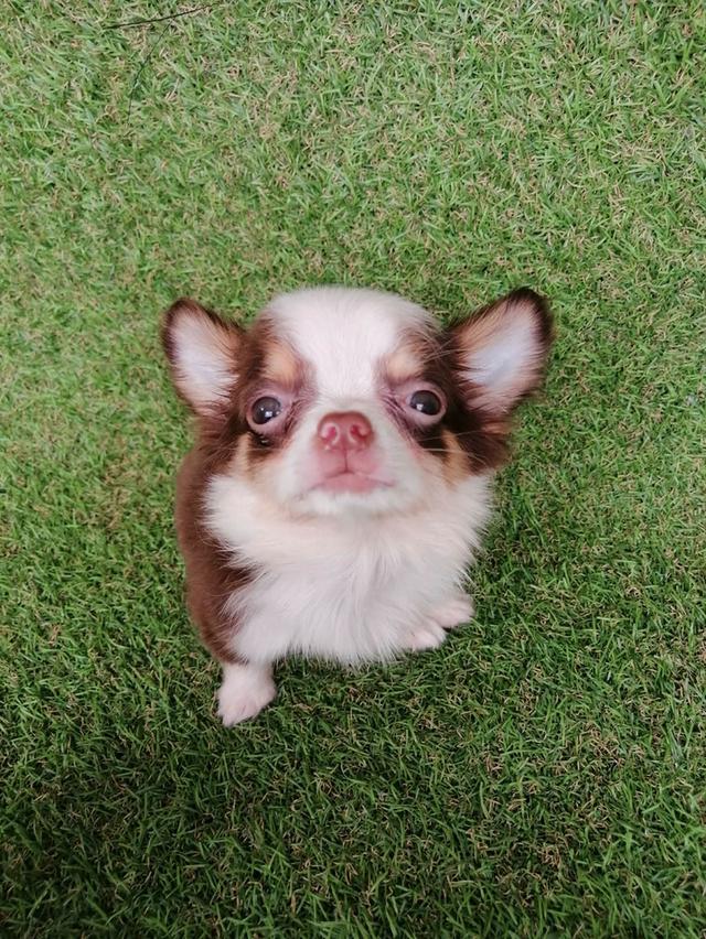 ชิวาว่าแท้ขนยาวสีช็อค ชาย 5