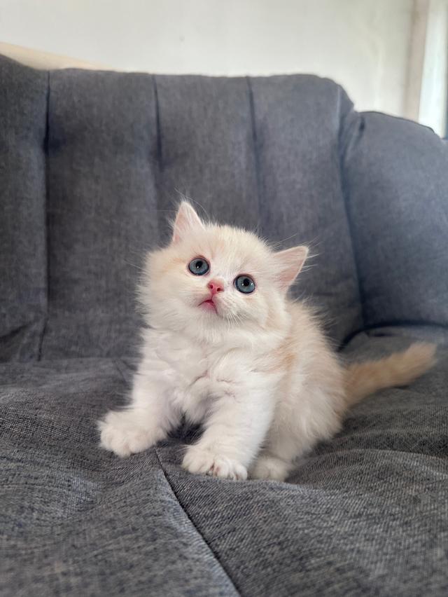 munchkin ขาสั้น เพศชาย