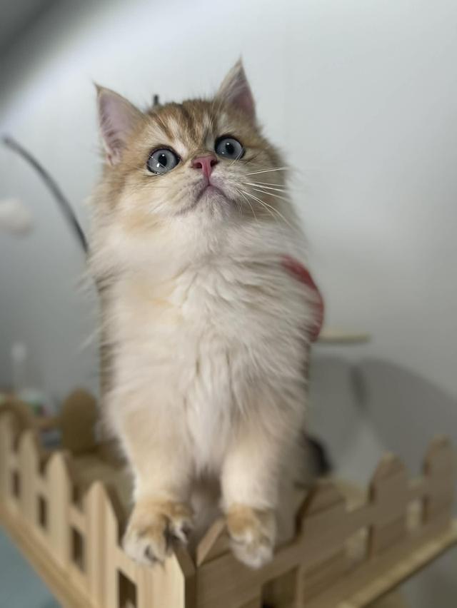 British Longhair WCF 6