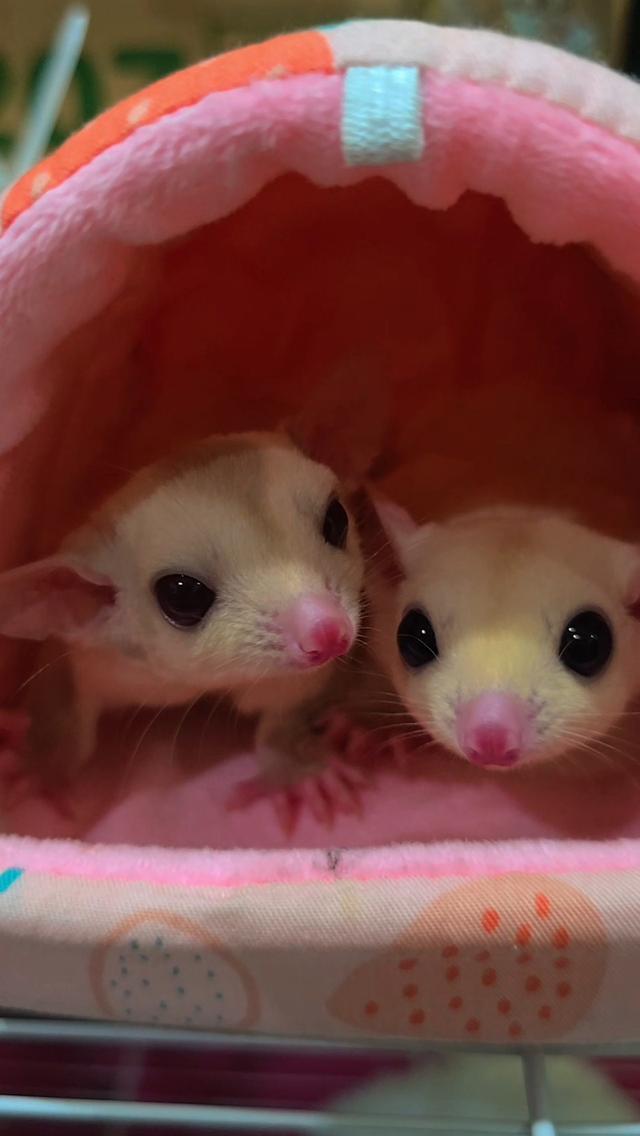 Creamino Sugar Glider 1+1