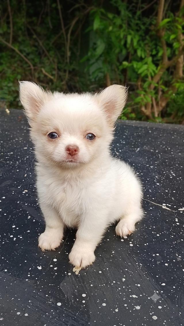 ชิวาวาไซค์เล็กขนยาว น่ารัก รูปที่ 4