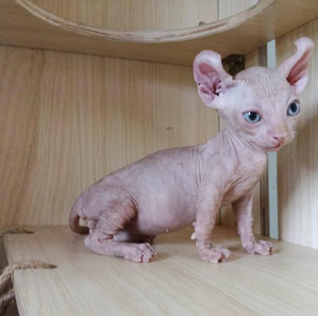 30.แมวดเวล/เพศผู้ หาบ้าน Dwelf Cat/Male looking for a new home 6