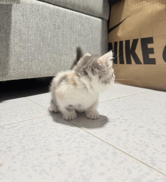 ลูกแมวพันธุ์มัชกิ้นขาสั้น 2