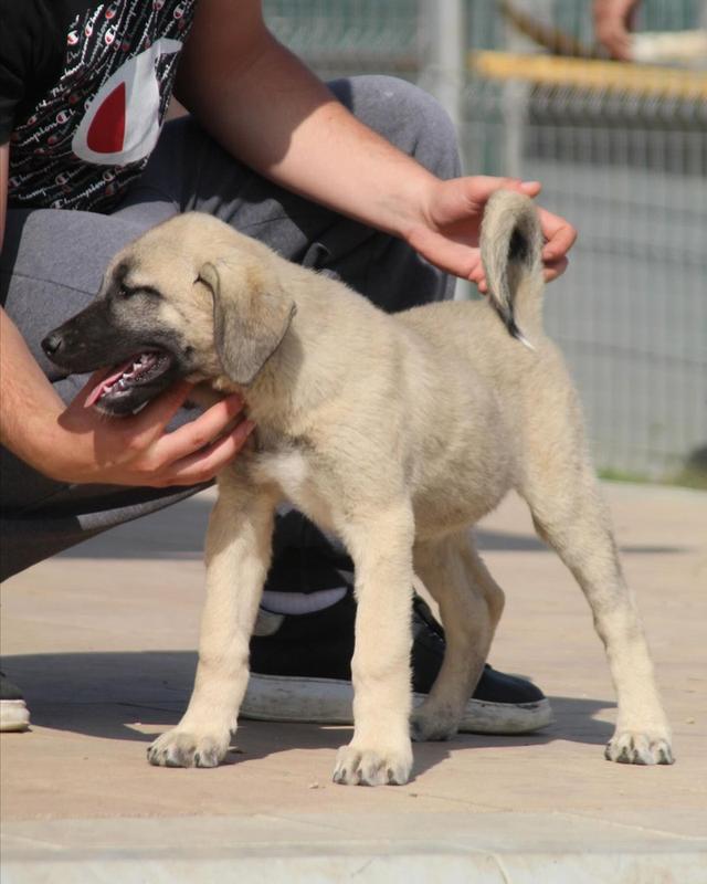 Kangal Puppies for sale