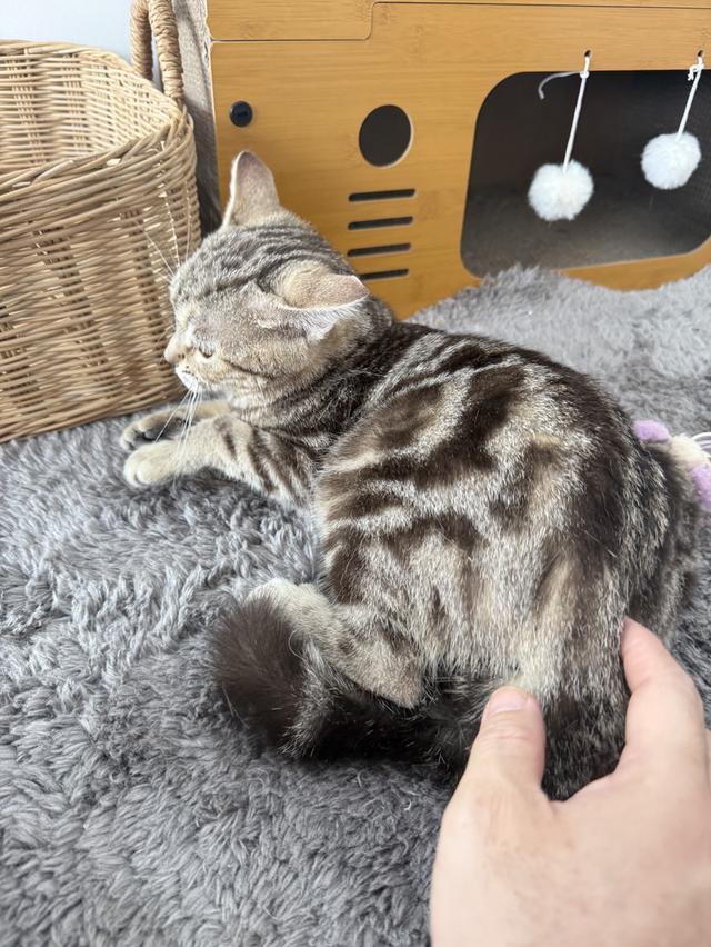 ลูกแมวอเมริกันช็อตแฮร์แท้ รูปที่ 4