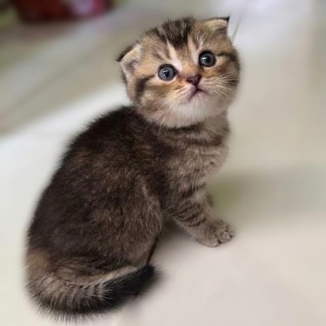 เปิดจองน้องแมวสก็อตติช